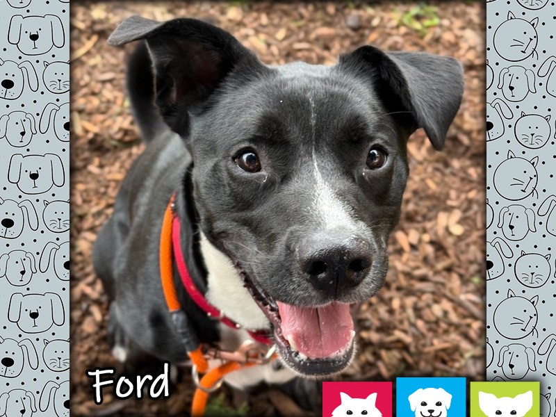 Ford, a black and white male Labrador Retriever mix dog