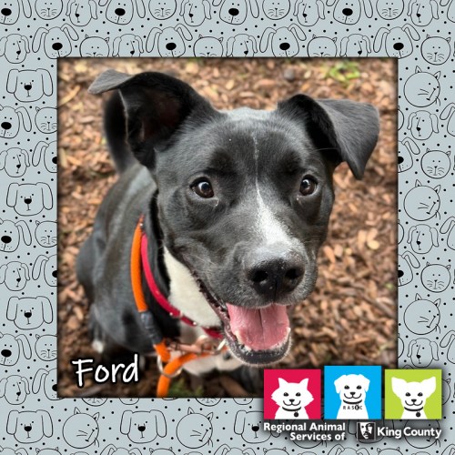Ford, a black and white male Labrador Retriever mix dog