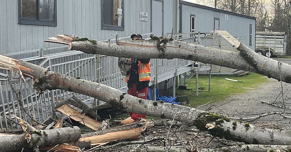 Downed tree being removed from outside of cat building at RASKC