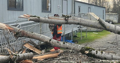 Downed tree being removed from outside of cat building at RASKC