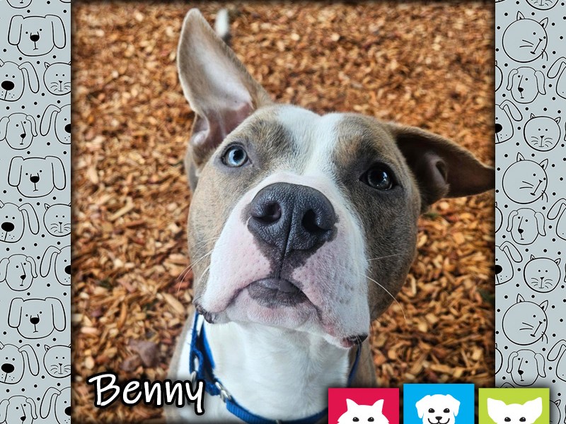 Benny, a brindle and white male pit bull dog wearing a blue collar