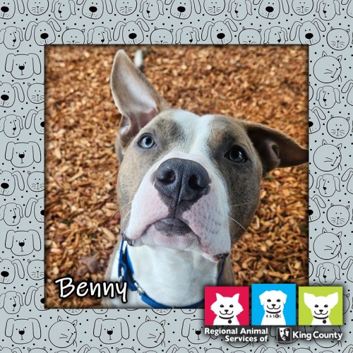 Benny, a brindle and white male pit bull dog wearing a blue collar