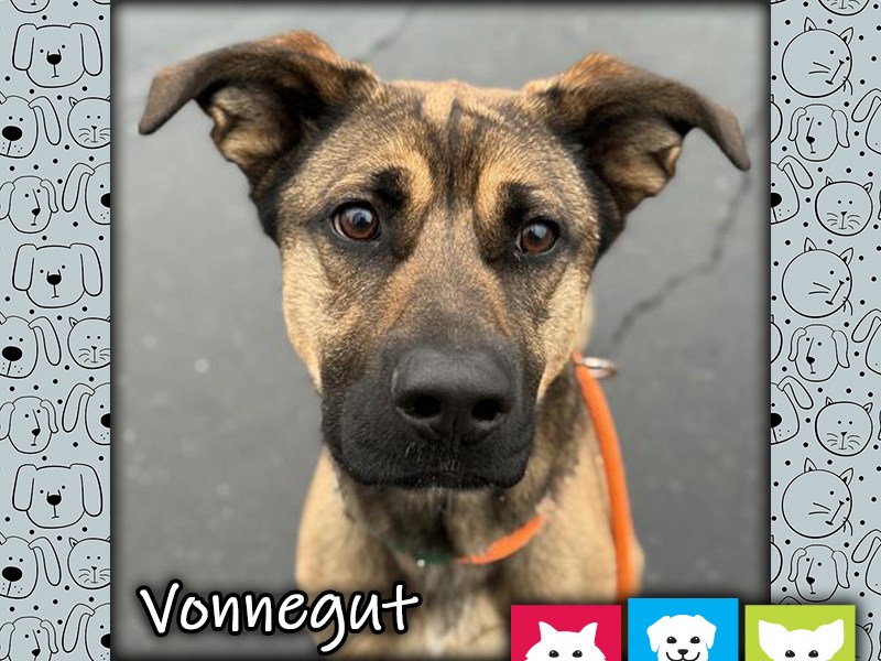 Vonnegut, a tan and black male German Shepherd mix dog wearing an orange collar