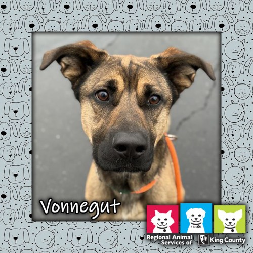 Vonnegut, a tan and black male German Shepherd mix dog wearing an orange collar