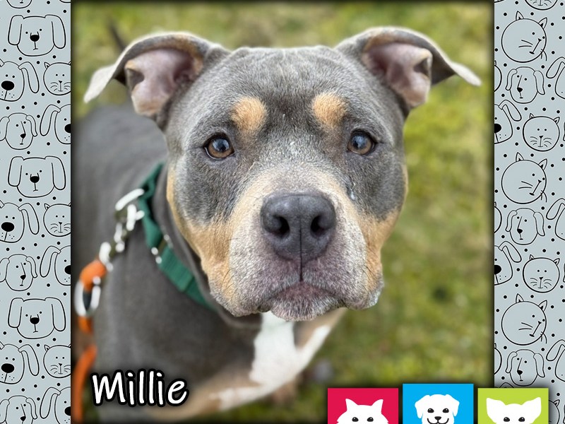 Millie, a fawn and white female pit bull dog, looking at the camera and wearing an orange leash