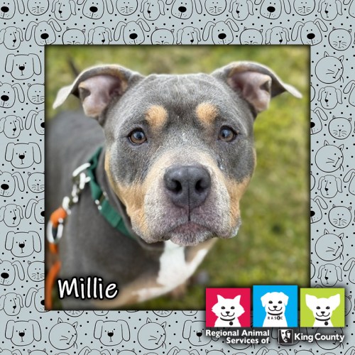 Millie, a fawn and white female pit bull dog, looking at the camera and wearing an orange leash
