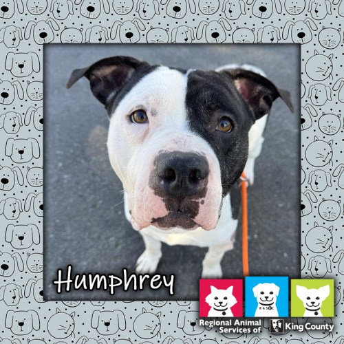 Humphrey, a white and black male pit bull dog on an orange leash, looking at the camera
