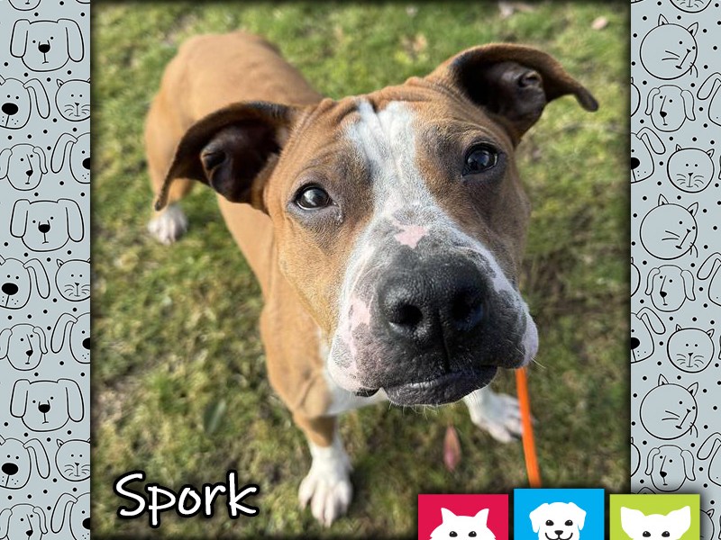 Spork, a tan and white male pit bull dog, standing in the grass and looking up at the camera