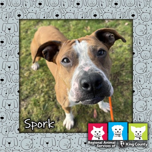Spork, a tan and white male pit bull dog, standing in the grass and looking up at the camera