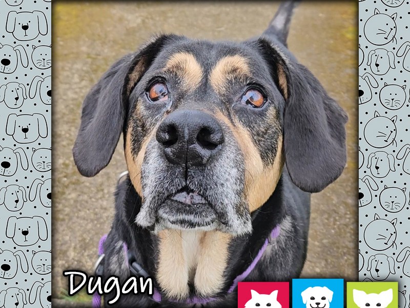 Dugan, a black, tan, and white male Rottweiler mix dog, looking up at the camera