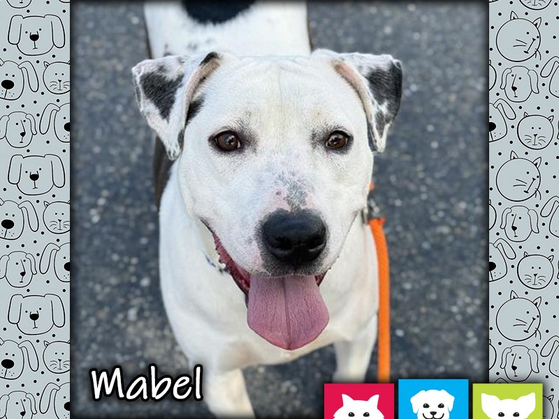 Mabel, a black and white female pit bull mix dog, looking up at the camera with an open mouth and tongue hanging out