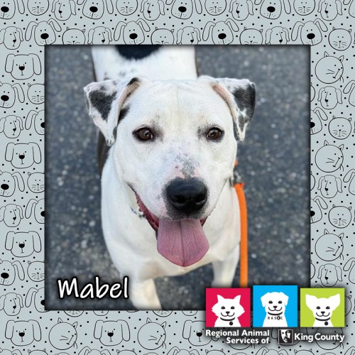 Mabel, a black and white female pit bull mix dog, looking up at the camera with an open mouth and tongue hanging out