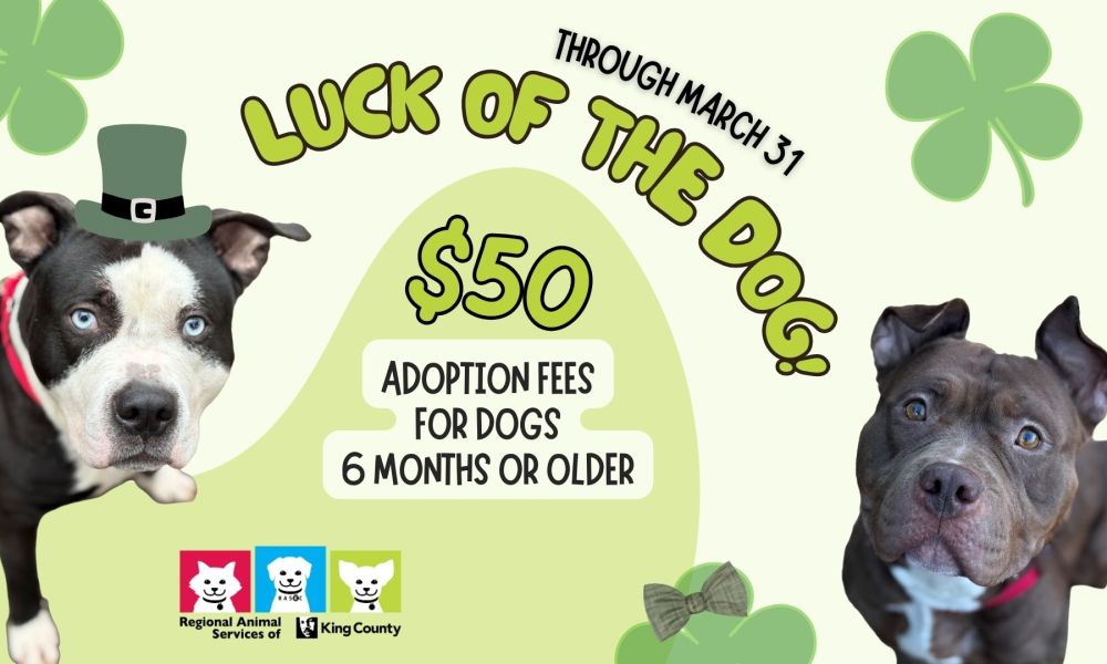 Luck of the Dog adoption promotion graphic