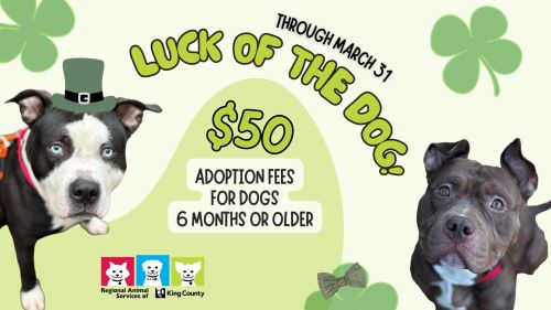 Luck of the Dog adoption promotion graphic