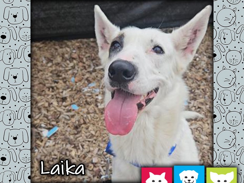 Laika, a white and tan female shepherd mix dog, looking up with her tongue hanging out