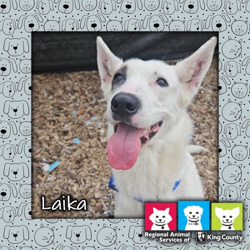 Laika, a white and tan female shepherd mix dog, looking up with her tongue hanging out