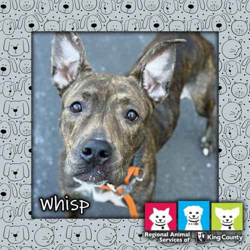 Whisp, a brown brindle female pit bull dog, looking up at the camera and wearing an orange leash