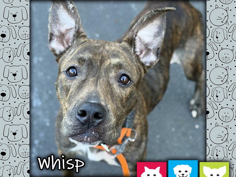 Whisp, a brown brindle female pit bull dog, looking up at the camera and wearing an orange leash