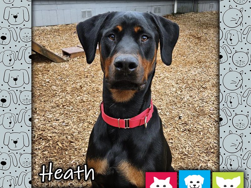 Heath, a black and tan male Beauceron dog, standing in a play yard and wearing a red collar