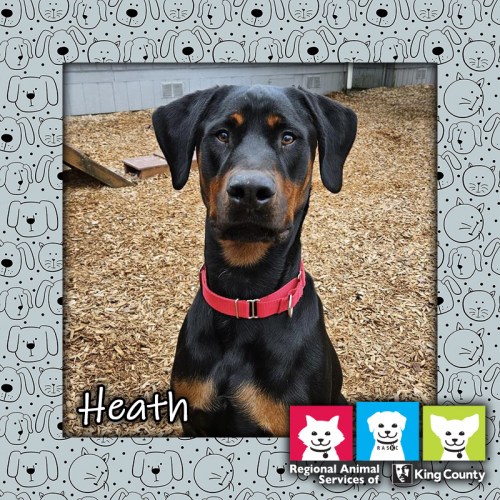 Heath, a black and tan male Beauceron dog, standing in a play yard and wearing a red collar