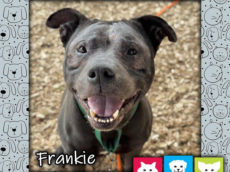 Frankie, a black and white male pit bull dog, looking up at the camera with an open-mouthed "smile"