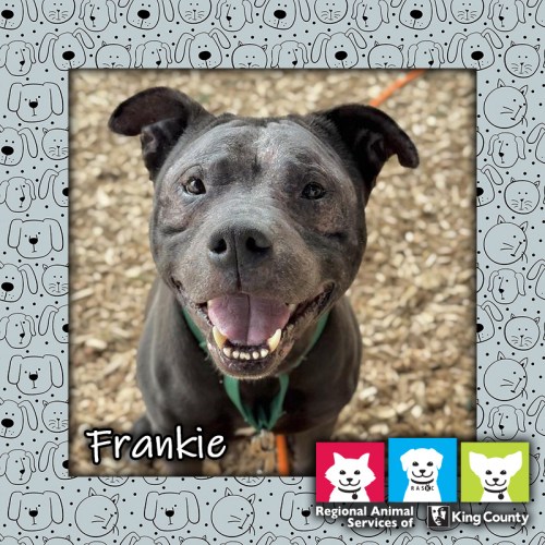Frankie, a black and white male pit bull dog, looking up at the camera with an open-mouthed "smile"