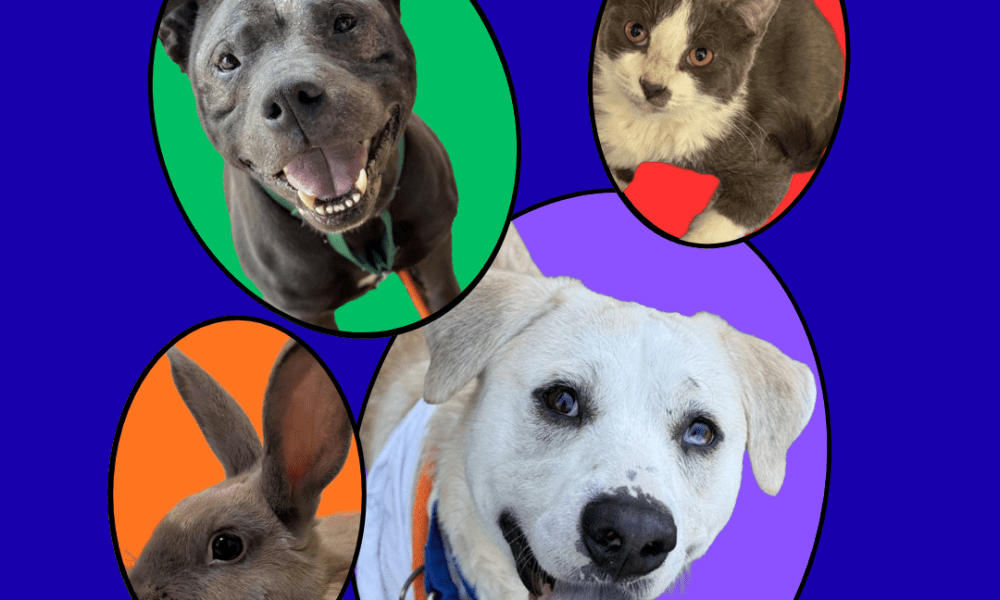 Adopt a Shelter Pet Day graphic with RASKC logo and photos of dogs, a cat, and a rabbit