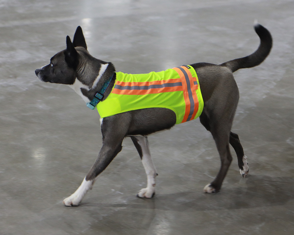Winnie, a gray and white female husky/pit bull mix dog, walks through a warehouse wearing a bright high-visibility vest
