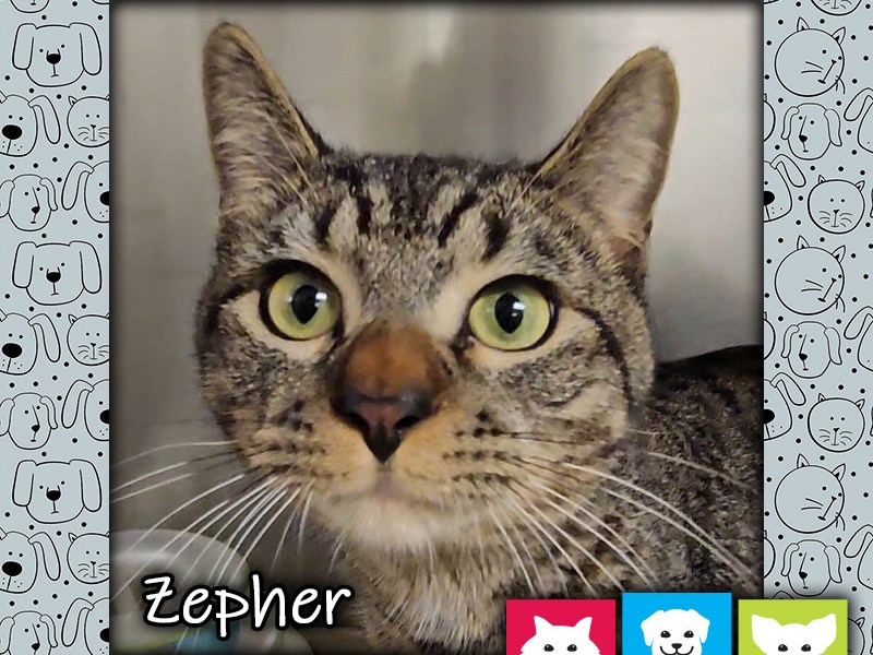 Zepher, a brown tabby cat in a kennel