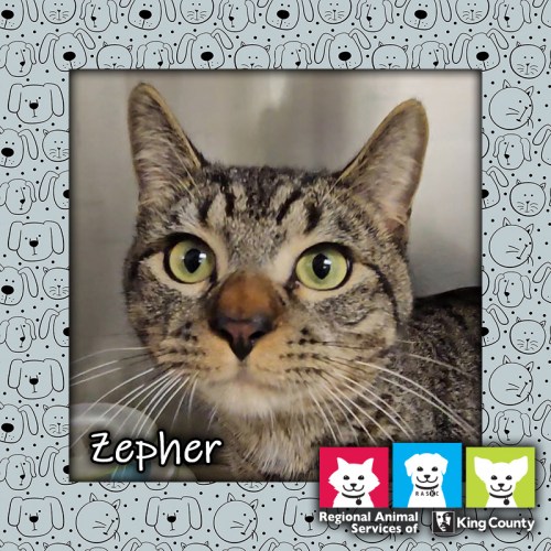 Zepher, a brown tabby cat in a kennel