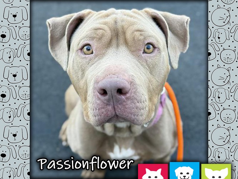 Passionflower, a fawn and white female pit bull dog