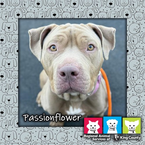 Passionflower, a fawn and white female pit bull dog