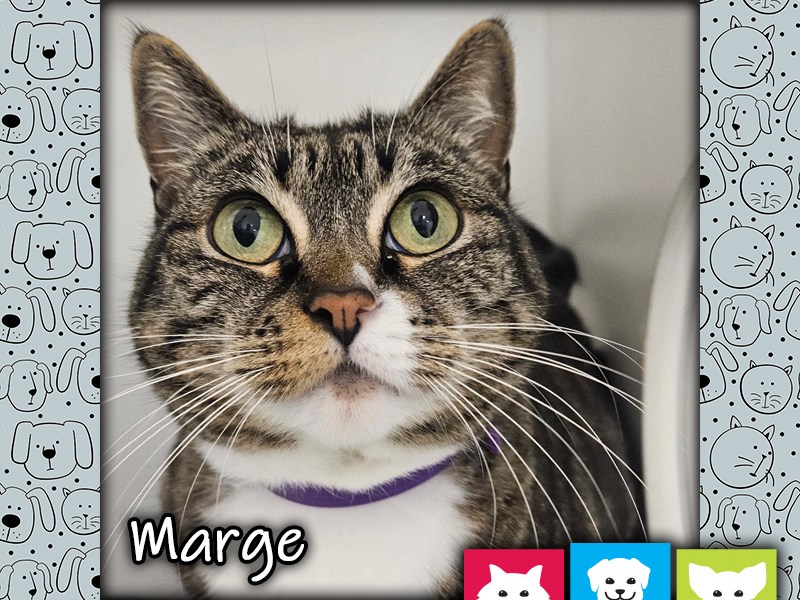 Marge, a brown and white female tabby cat