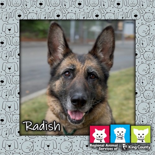 Radish, a black and tan female German Shepherd dog