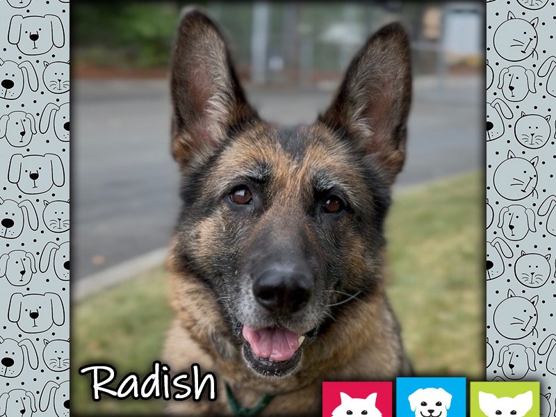 Radish, a black and tan female German Shepherd dog