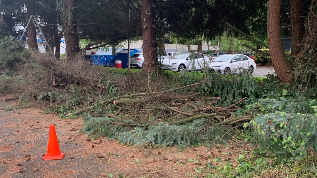 Trimmed tree branches and other vegetation at new Pet Adoption Center