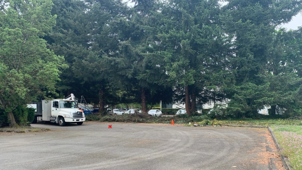 Workers trimming trees at new Pet Adoption Center