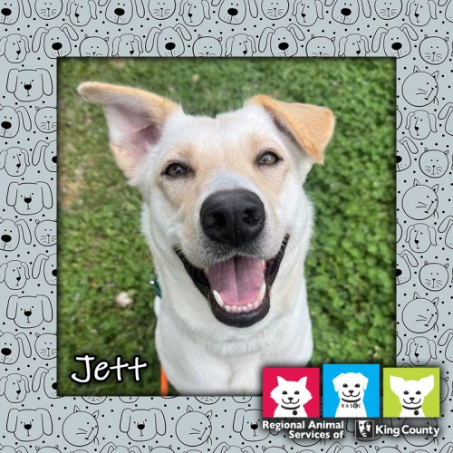 Jett, a white and tan female German Shepherd/Labrador Retriever dog, looking at the camera with an open-mouthed "smile"