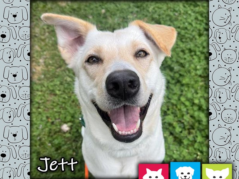 Jett, a white and tan female German Shepherd/Labrador Retriever dog, looking at the camera with an open-mouthed "smile"