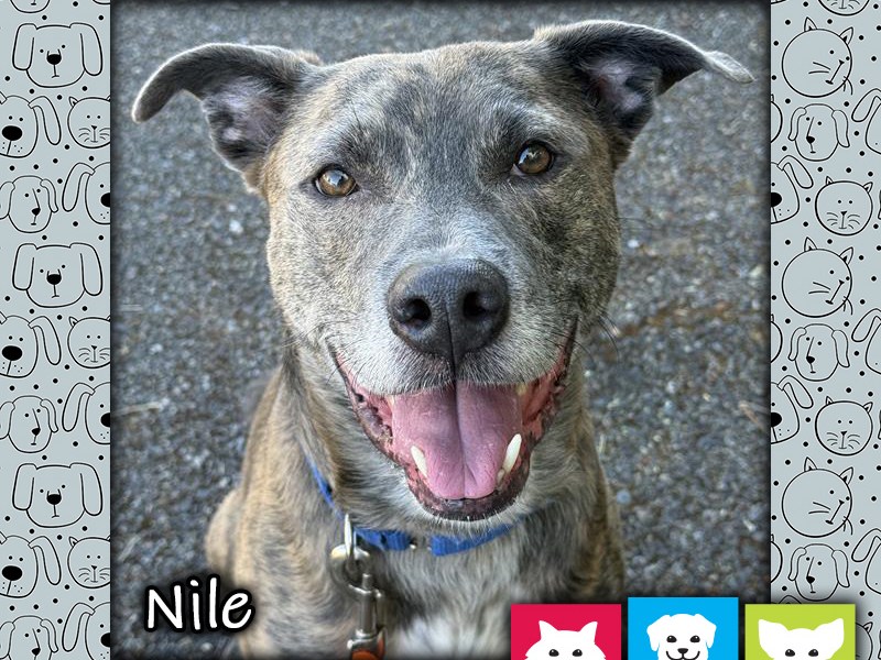 Nile, a brown brindle male pit bull dog, looking at the camera with an open-mouthed "smile"