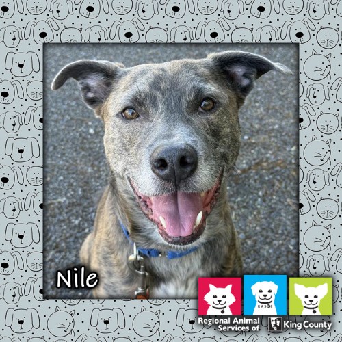 Nile, a brown brindle male pit bull dog, looking at the camera with an open-mouthed "smile"