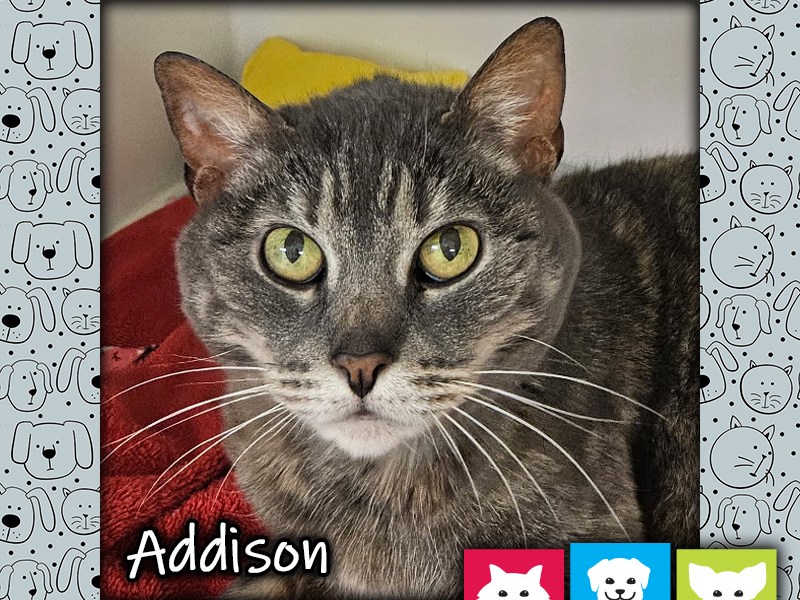 Addison, a brown female dilute tortie cat with yellow eyes