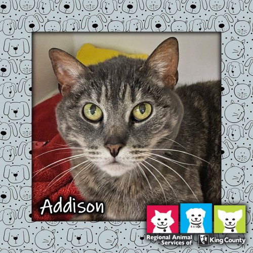 Addison, a brown female dilute tortie cat with yellow eyes