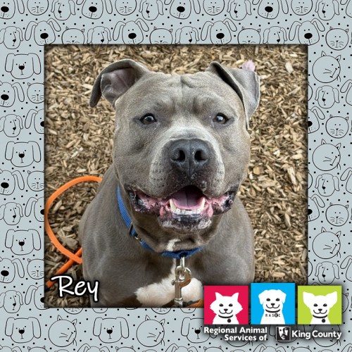 Rey, a gray male pit bull dog, looking at the camera with an open-mouthed "smile"