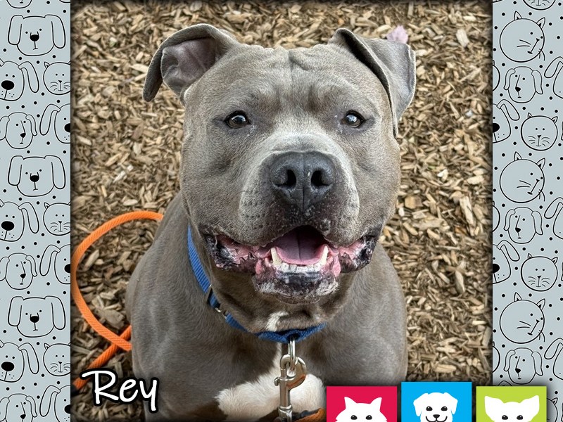 Rey, a gray male pit bull dog, looking at the camera with an open-mouthed "smile"