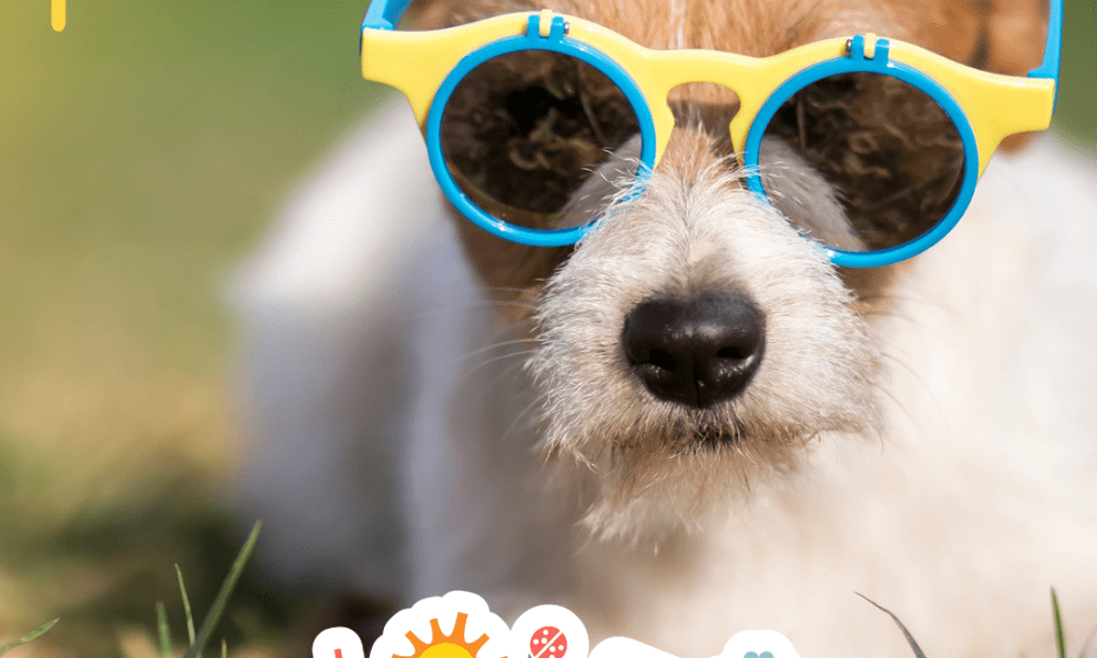 Photo of a dog lying in the grass wearing sunglasses. In the top left corner, there is a yellow sun graphic. At bottom center, the word "SUMMER" in a cheery font with multi colors is surrounded by summery icons.