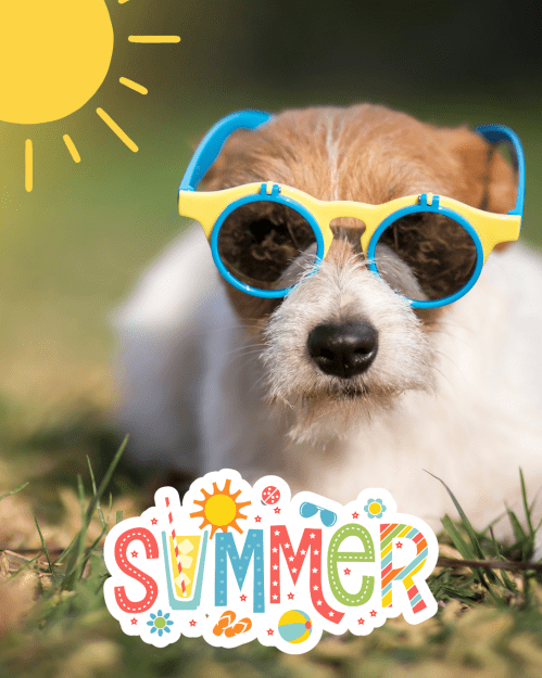 Photo of a dog lying in the grass wearing sunglasses. In the top left corner, there is a yellow sun graphic. At bottom center, the word "SUMMER" in a cheery font with multi colors is surrounded by summery icons.