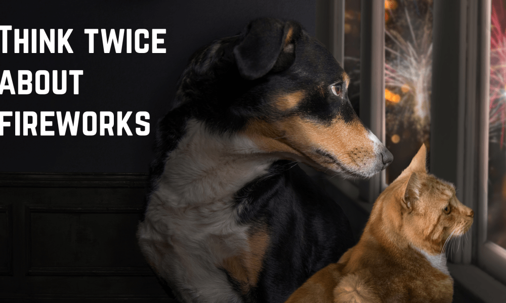 Photo of scared dog and cat looking out a window at fireworks with text "Think Twice About Fireworks"
