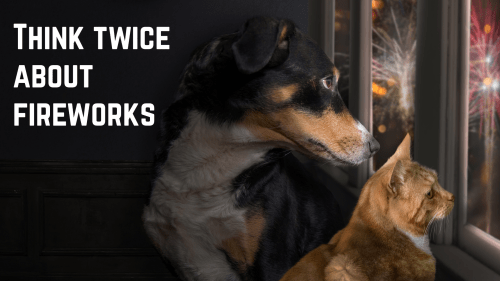 Photo of scared dog and cat looking out a window at fireworks with text "Think Twice About Fireworks"