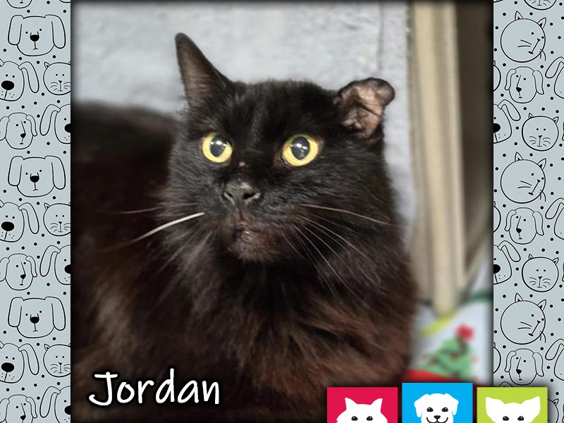 Jordan, a black female mediumhair domestic cat